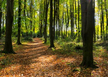 Trail in the woods with sun shining through trees