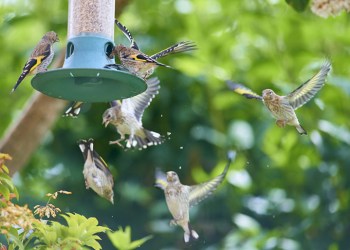 Goldfinch on garden feeder