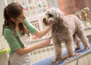 Dog groomer