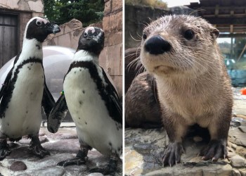 Three of Long Island Aquarium's adorable residents, Photo: Courtesy Long Island Aquarium