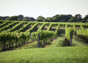 Wölffer Estate Vineyard vines, Photo: Courtesy Wölffer Estate Vineyard