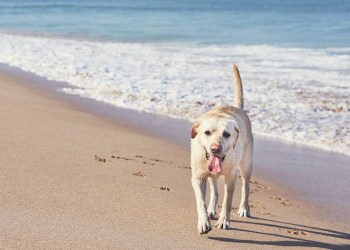 Happy dog on the sand beach