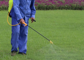 Gardener is spraying of insecticides at lawn