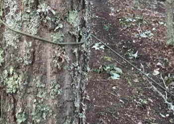 One of the cords tied to a tree in an attempt to deter dirt bikers and ATV riders. Photo Courtesy Suffolk Crimes Stoppers