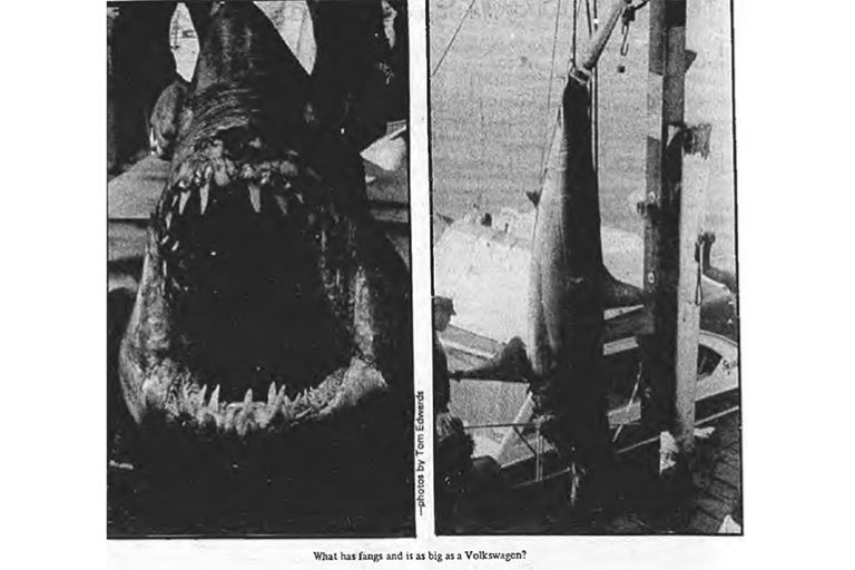 From the Dan's Archive: Jimmy George's Giant Shark