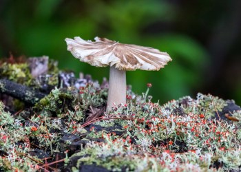 Life on a Stump by Janis Hurley at Alex Ferrone Gallery