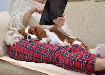 Woman in cozy home wear relaxing on sofa with a sleeping cavalier dog on her lap, holding tablet and reading