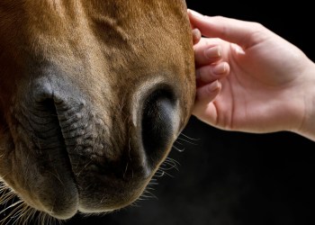 Brown horse being caressed by female hand