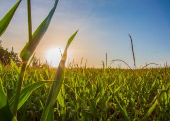 Corn Field at Sunrise