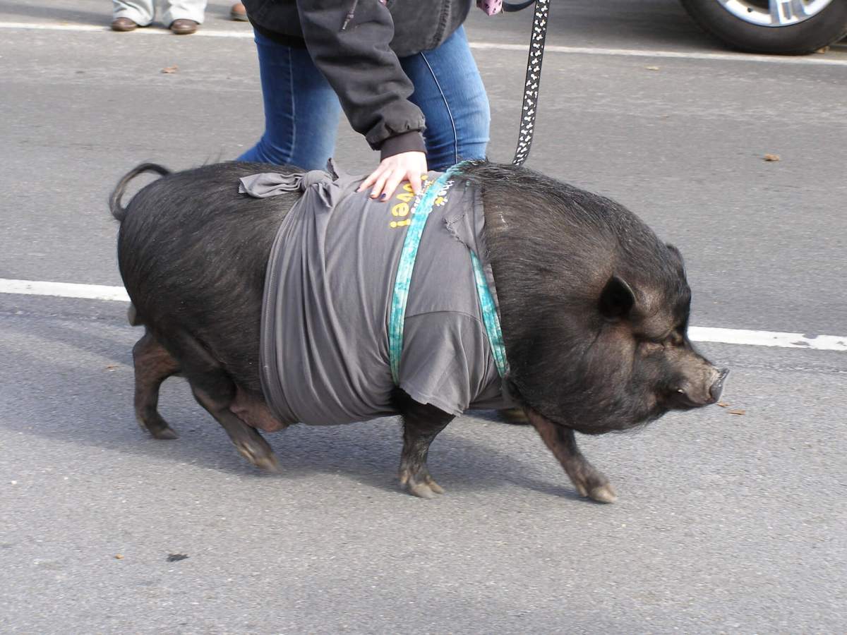 The North Fork Chamber of Commerce and the Cutchogue Fire Department celebrated the Emerald Isle on Saturday, with their 14th annual St. Patrick’s Day parade. Kilts and bagpipes, drums and uniforms, and even a marching pig were the order of the day.