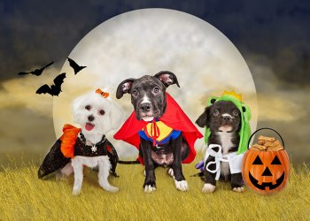 Three cute little puppy dogs dressed in Halloween costumes sitting in a field at night