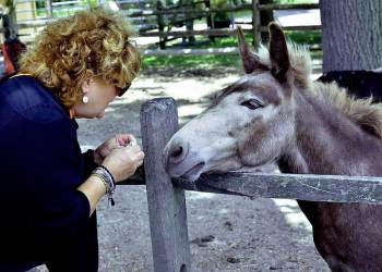 Cleebrate the 10-year anniversary of Spirit's Promise Equine Rescue with farm tours and more, Photo: Courtesy