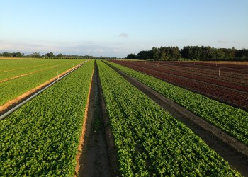 Farm-Fresh-SaturMesclun-Field