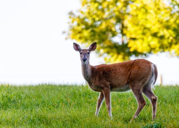 White-tailed deer in field