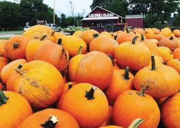 TWPumpkinPicking1-copy