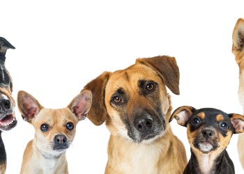 Various Dogs Horizontal Web Banner