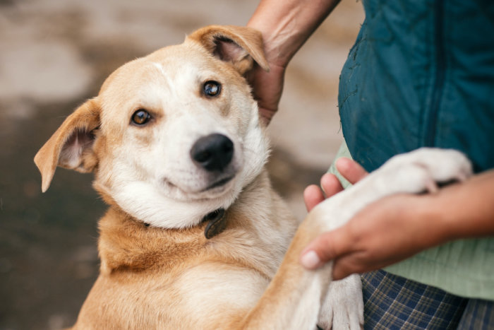 Animal Shelters: Respite On The Road To A Forever Home