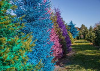 Darts Christmas Tree Farm