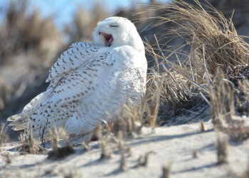 A snowy owl in the Hamptons.