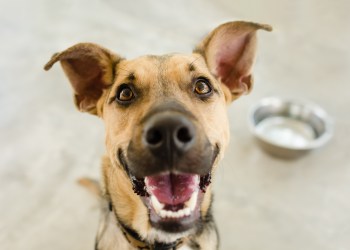 Dog bowl is a hungry German Shepherd waiting for someone to food in his bowl.