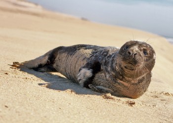 Seal on the beach in the Hamptons