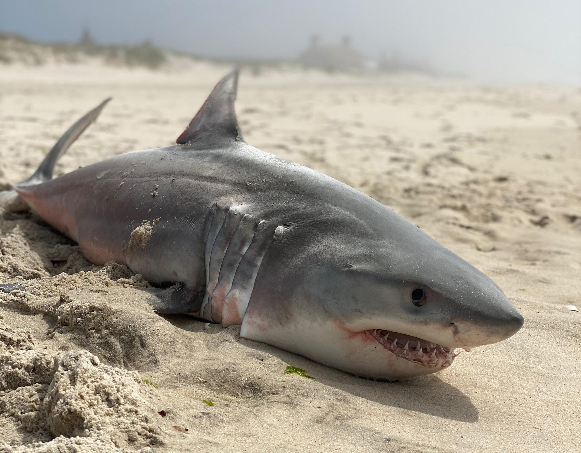 dead-baby-shark-found-in-southampton-dan-s-papers