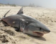 Dead Baby Shark Found In Southampton Dan s Papers