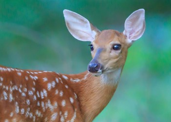 Late evening sunlight hits a spotted fawn posing in front of fallen trees in a forest.