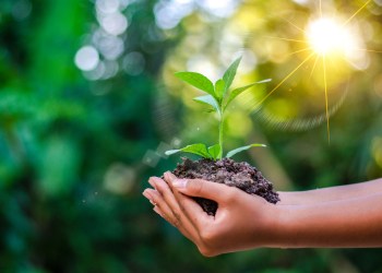 Earth Day In the hands of trees growing seedlings. Bokeh green Background Female hand holding tree on nature field grass Forest conservation concept