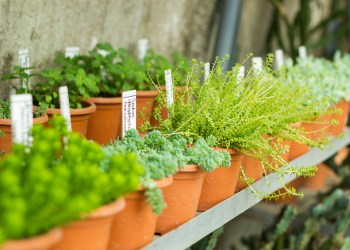 Market for sale plants. Many plants in pots