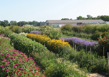 Halsey-Farm-Stand-HalseyFarm.com_