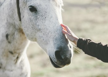 White Horse head hand touching Lifestyle animal and people friendship Travel concept