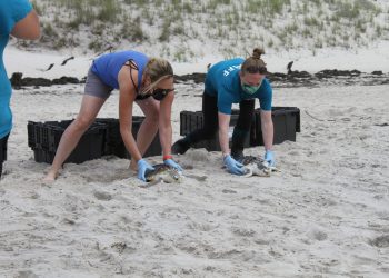 New York Marine Rescue Center team-members release rehabilitated sea turtles on July 15. Independent/Courtesy New York Marine Rescue Center