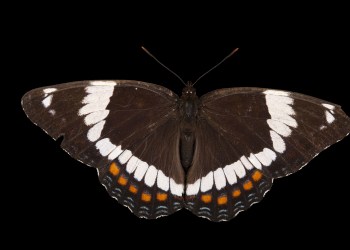 Joel-SartoreRed-Spotted-White-Admiral