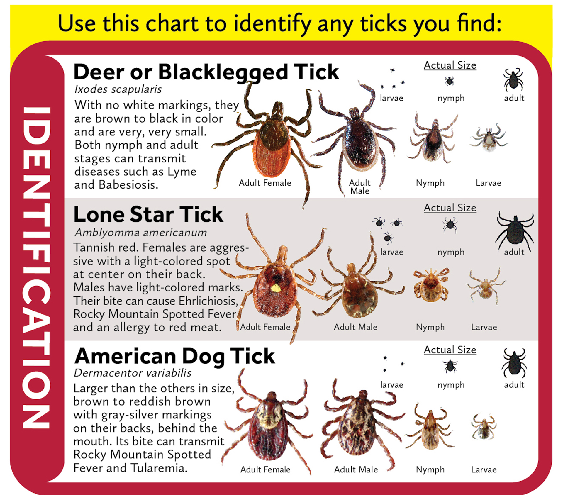tick pictures identification