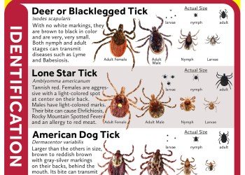 Lyme-Disease-1-tick-chart