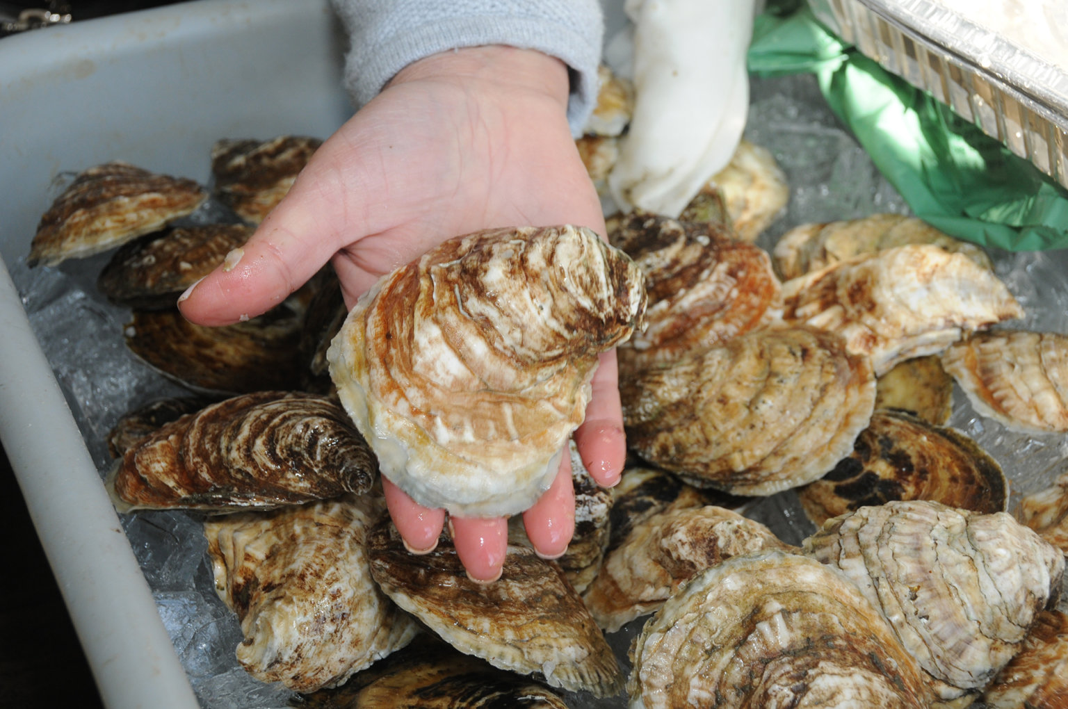 Oysters Are Making a Comeback to the North Fork