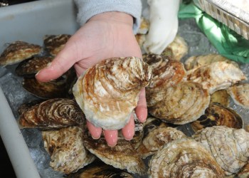 Oysters are coming back