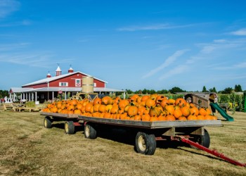 Hank's Pumpkintown in Water Mill is a favorite stop for kids and families come fall