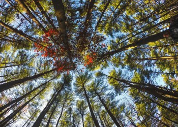 Surrounded by trees