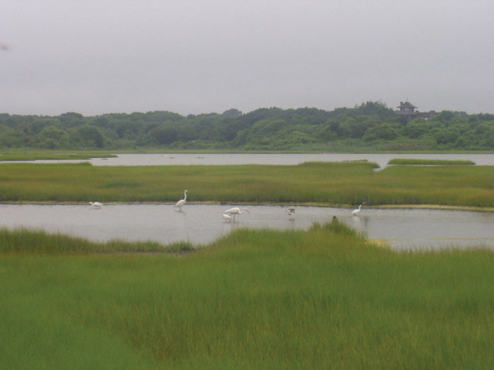 The salt marsh provides valuable habitat for a variety of species.