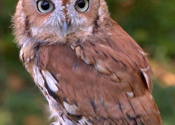 SOFO-Eastern-screech-Owl