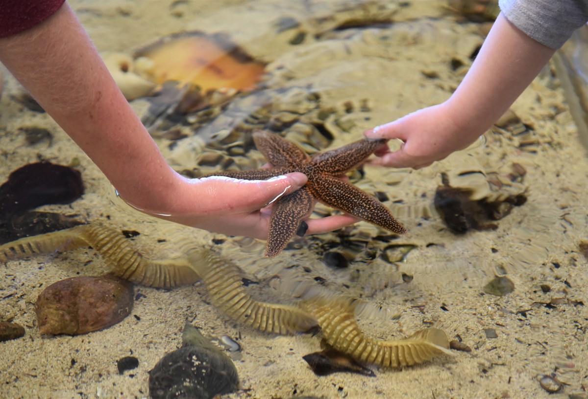 SoFo touch tank,