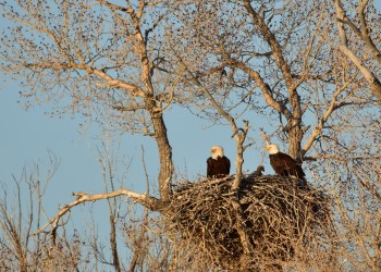 Tom Koerner, USFWS