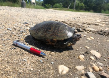 A local diamondback terrapin.