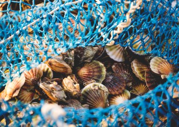 Delicacies fresh scallop mussel at fishing net