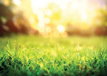 Grass green forest on spring sunset light background.