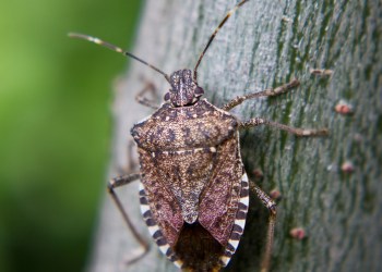 stink bugs