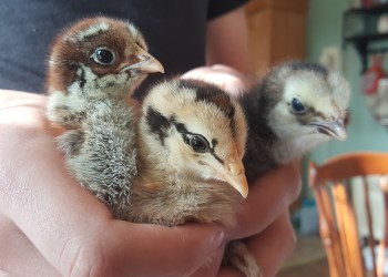 VGIIIbabychicks