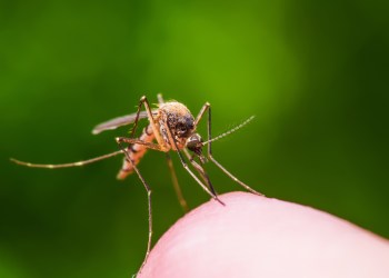 Macro Photo of Yellow Fever, Malaria or Zika Virus Infected Mosquito Insect Bite